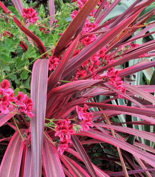 cordyline-banksii-electric-pink-100458-2.webp