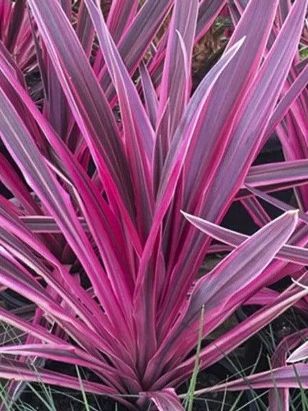 cordyline-electric-pink-22932.webp