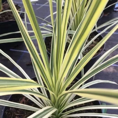 cordyline-lime-passion-feuillage-leaderplant.webp