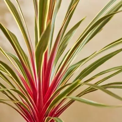 CORDYLINE australis MAGIC STAR 5L