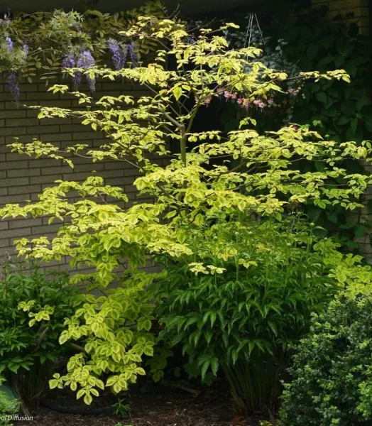 cornus-alternifolia-golden-shadows-9521-1.webp