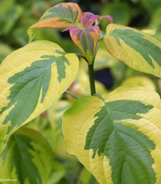 cornus-alternifolia-golden-shadows-9521-2.webp