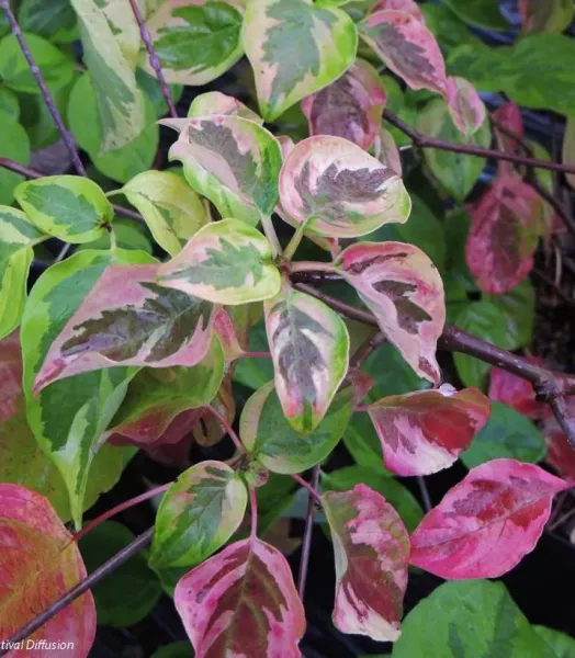 cornus-alternifolia-golden-shadows-9521-3.webp