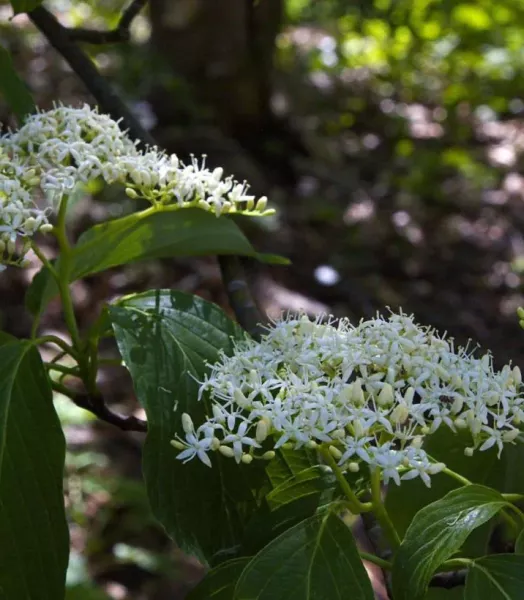 cornus-controversa-84006-1.webp