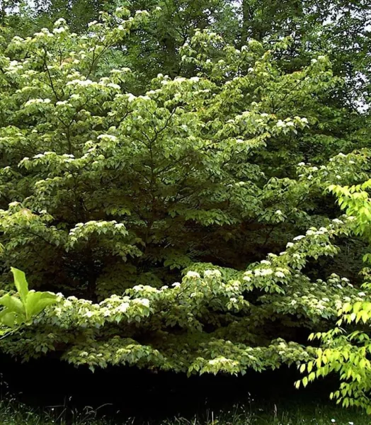 cornus-controversa-84006-2.webp