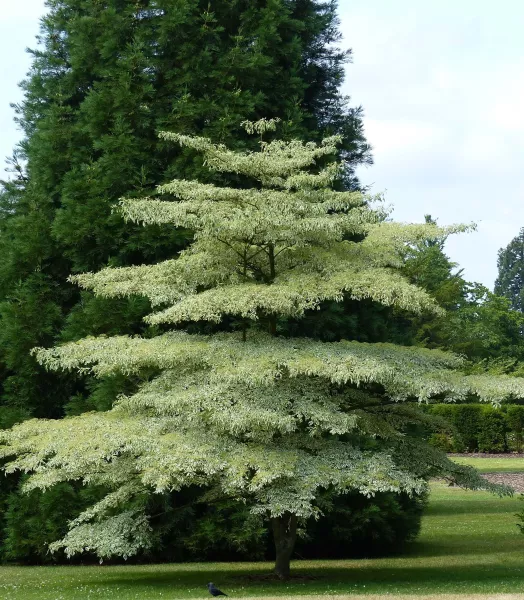 cornus-controversa-variegata-7557-6.webp