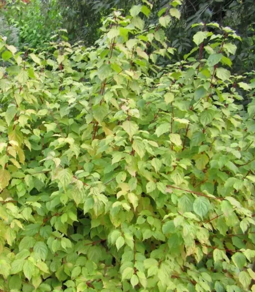 cornus-sanguinea-anny-s-winter-orange-1004712-1.webp