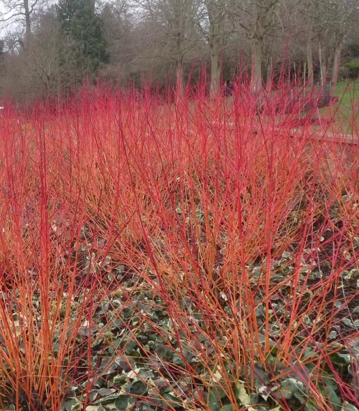 cornus-sanguinea-anny-s-winter-orange-1004712-2.webp