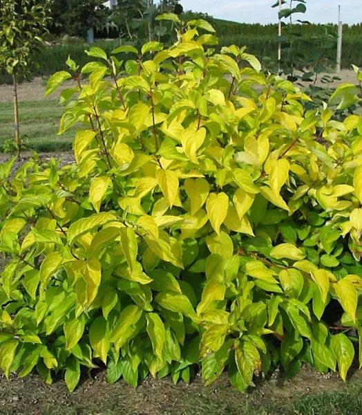 CORNUS ALBA FE NEON BURST