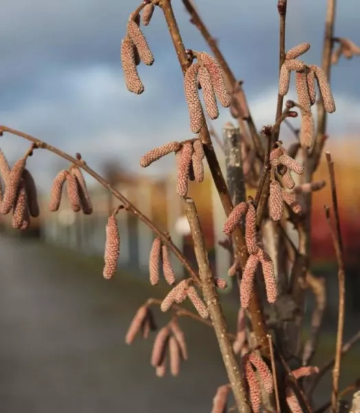 corylus-avellana-rode-zellernoot-1000842-2.webp