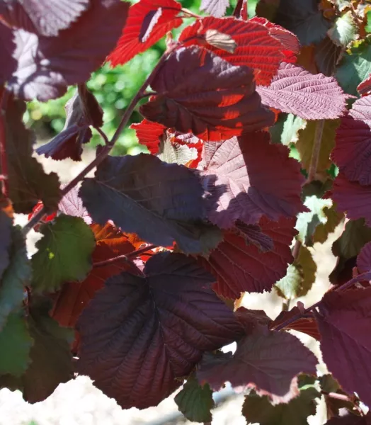 CORYLUS Max. Purpurea 4L