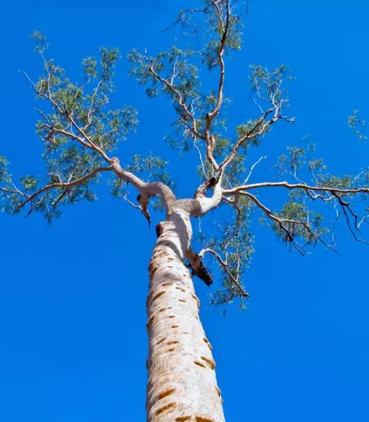 corymbia-citriodora-eucalyptus-citronne-copyright-18469-2.webp