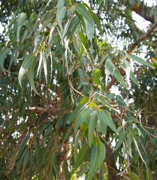 corymbia-citriodora-eucalyptus-citronne-copyright-18469-3.webp