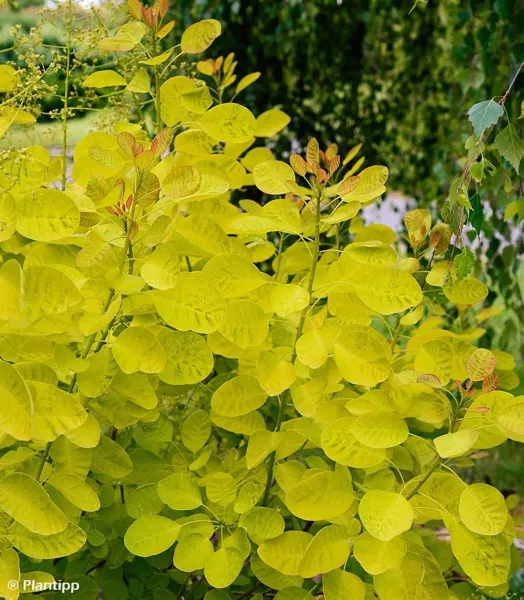 cotinus-coggygria-golden-lady-82798-2_2.webp