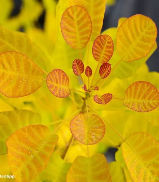 cotinus-coggygria-golden-lady-82798-4.webp