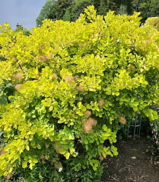 COTINUS coggygria Golden spirit 4L