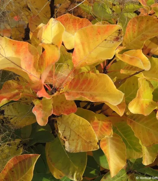 cotinus-coggygria-lemon-lady-arbre-a-perruque-if-21687-1.webp