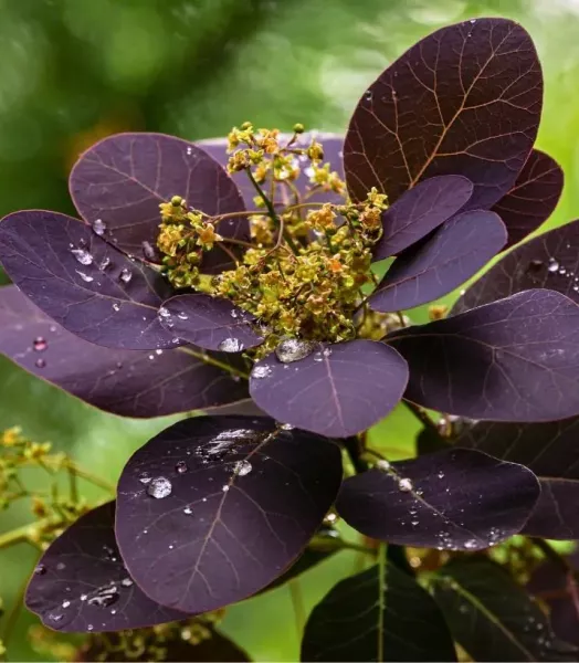 cotinus-coggygria-royal-purple-arbre-a-perruque-canva-827312-1.webp