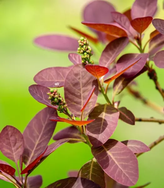 cotinus-coggygria-royal-purple-arbre-a-perruque-canva-827312-2.webp