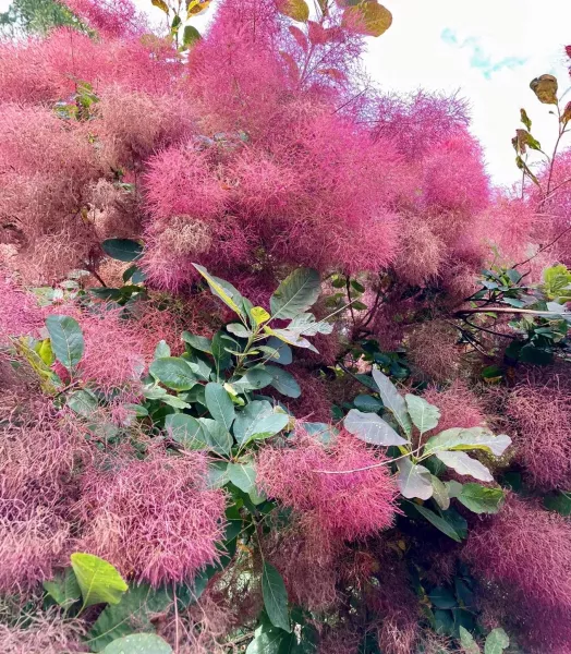 cotinus-coggygria-ruby-glow-01.webp