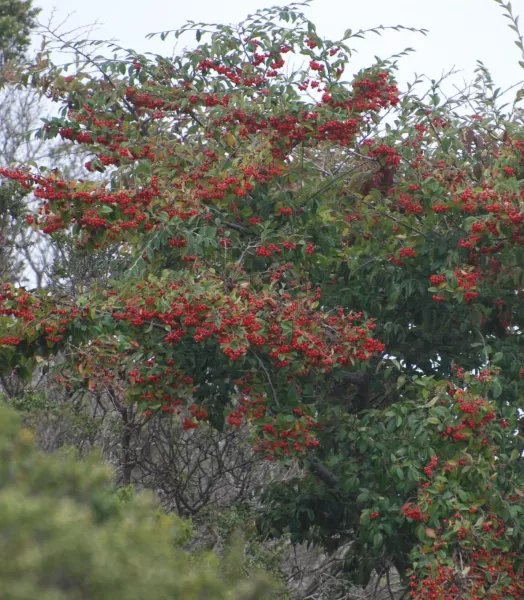 COTONEASTER lacteus 4L