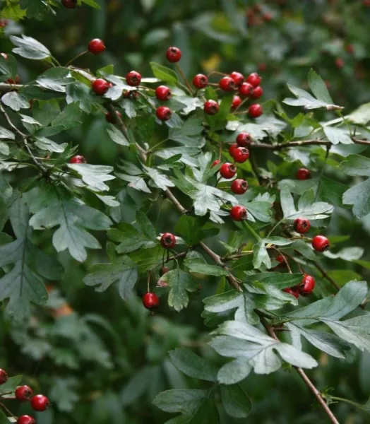 CRATAEGUS monogyna 4L