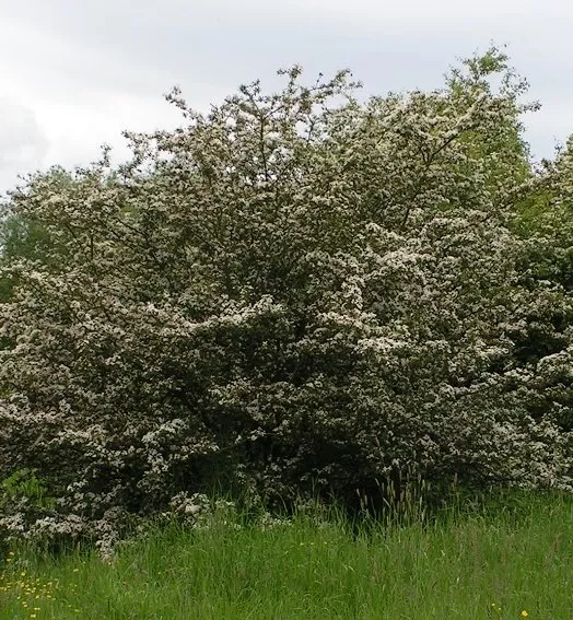 crataegus_monogyna_-_common_hawthorn.webp