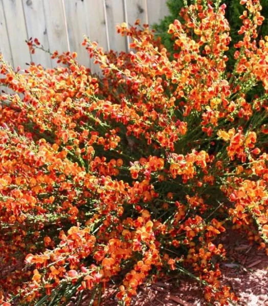 CYTISUS SCOPARIUS LENA 4L