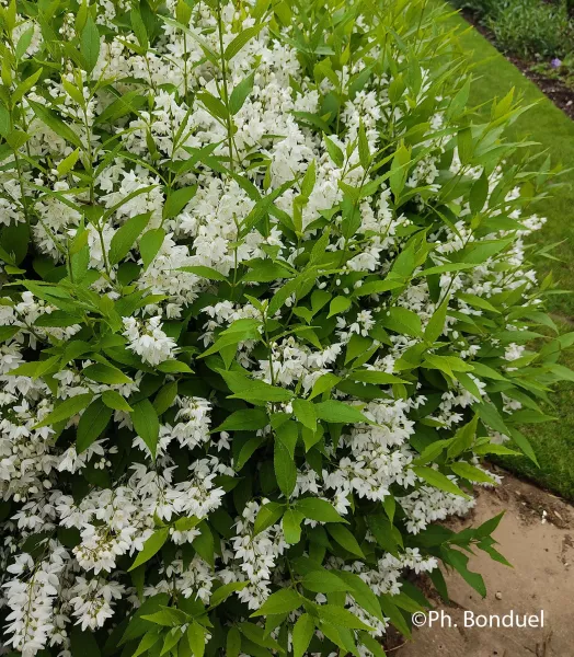 DEUTZIA CRENATA NIKKO 4L