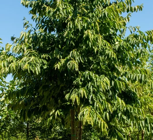 diospyros-lotus-high-stem-1.webp