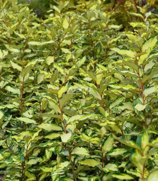 ELEAGNUS EBBINGEI MARYLINE 4L