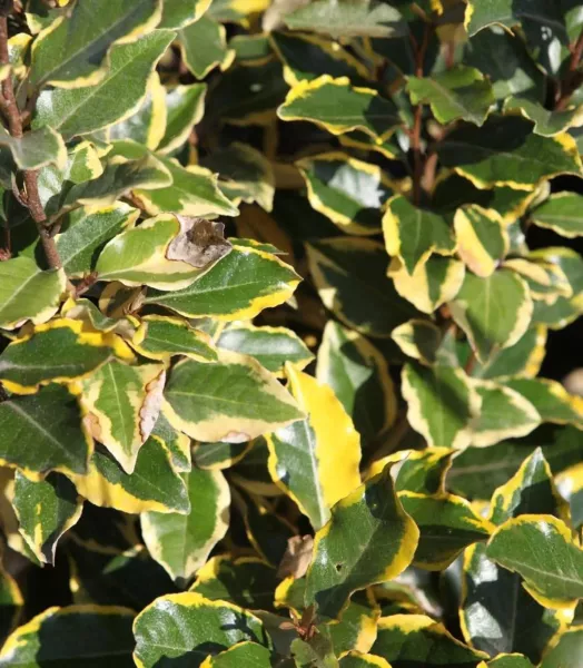 ELAEAGNUS EBBINGEI VIVELEG 4L