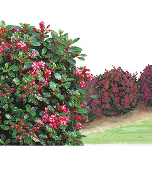 escallonia-red-dream-1.webp