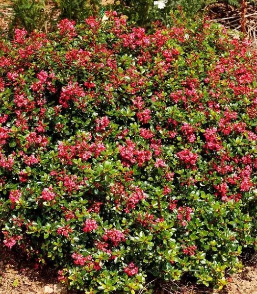 escallonia-red-dream.webp