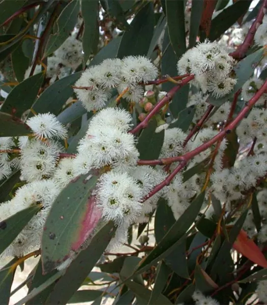 eucalyptus-parviflora-83312-1.webp