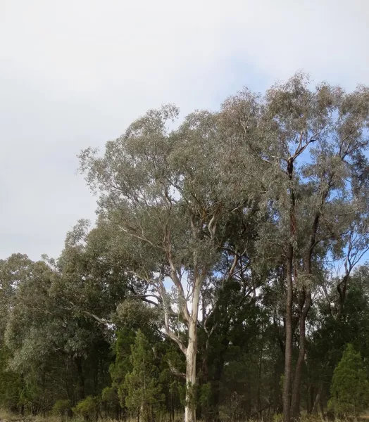eucalyptus-polyanthemos-gommier-florifere-ld-19788-pi.webp