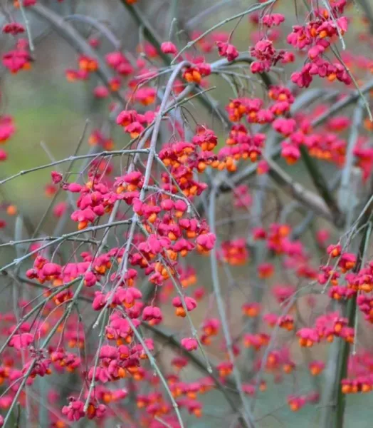 EUONYMUS EUROPEUS 4L