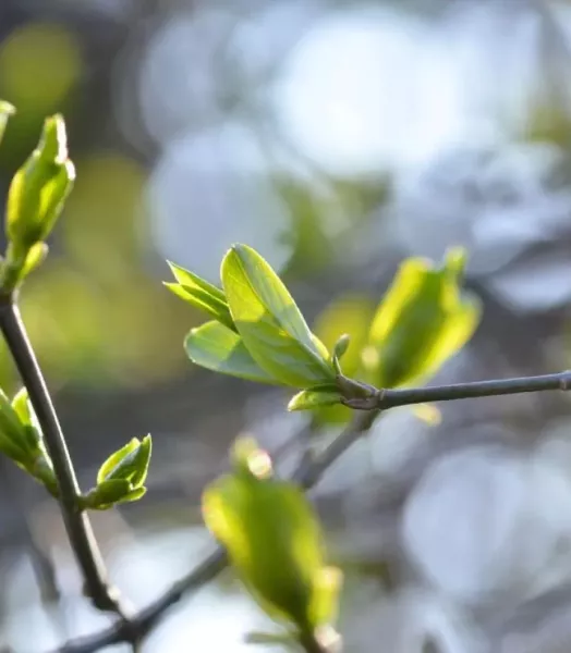 euonymus-europaeus-7626-3.webp