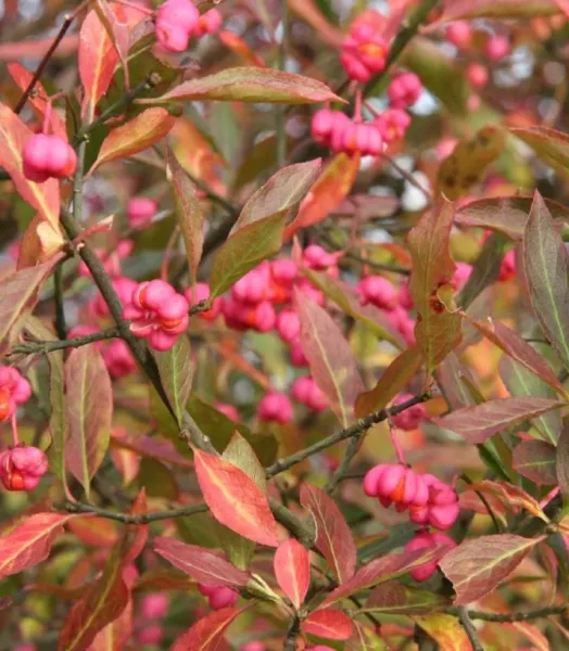 euonymus-europaeus-7701-2_1.webp