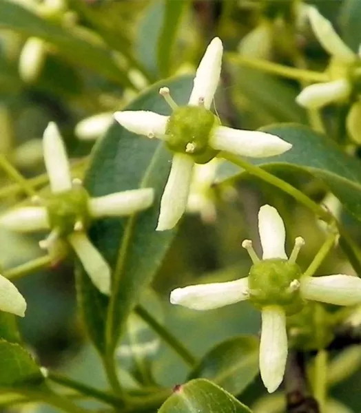 euonymus-europaeus-7701-3_1.webp