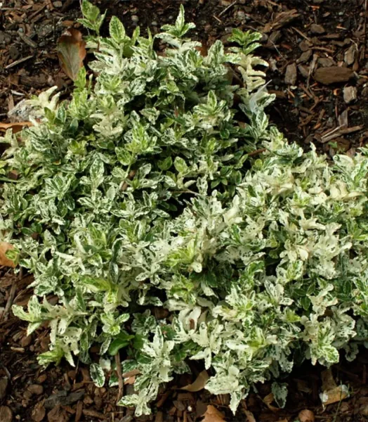 EUONYMUS FORTUNEI HARLEQUIN 4L