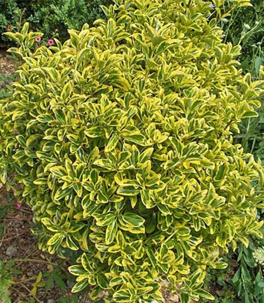 EUONYMUS. JAPONICUS. AUREOMARGINATUS 4L