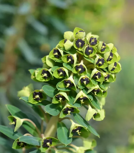 EUPHORBIA charabias Black Pearl 3L