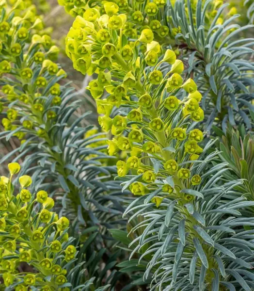 EUPHORBIA characias Humpty Dumpty 3L