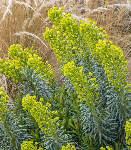 euphorbe-characias-humpty-dumpty-copyright-807941-pi.webp