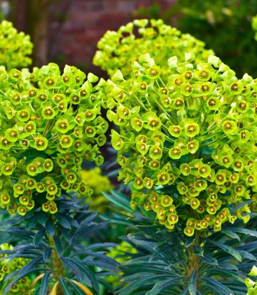 euphorbe-characias-ssp-wulfenii-copyright-900712-1.webp