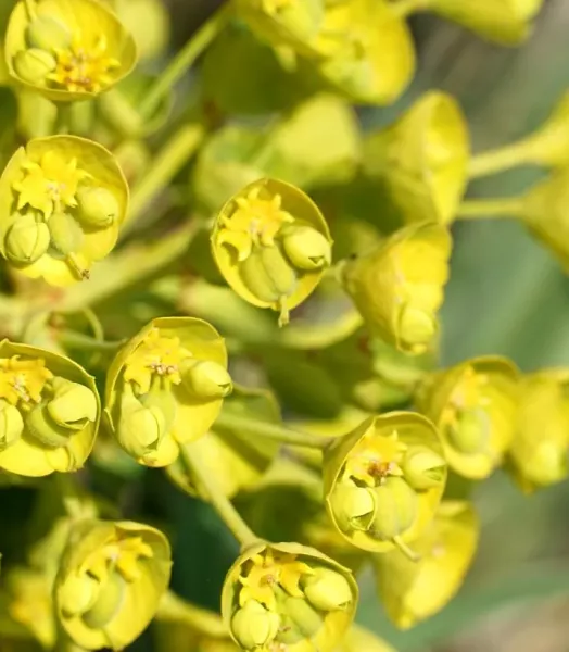 euphorbe-characias-ssp-wulfenii-copyright-900712-5.webp