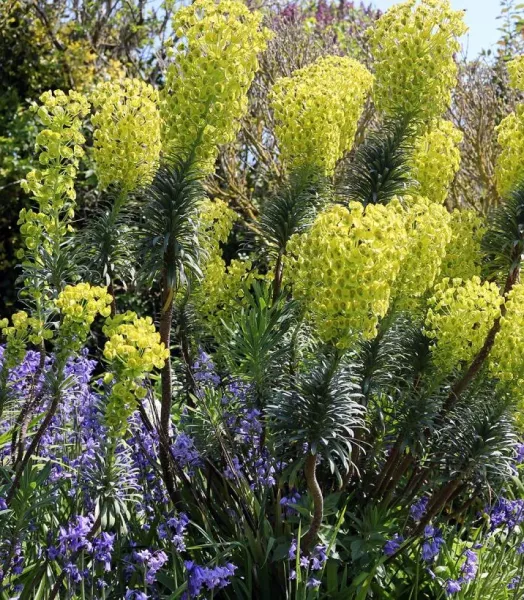 EUPHORBIA characias Wulfenii 3L