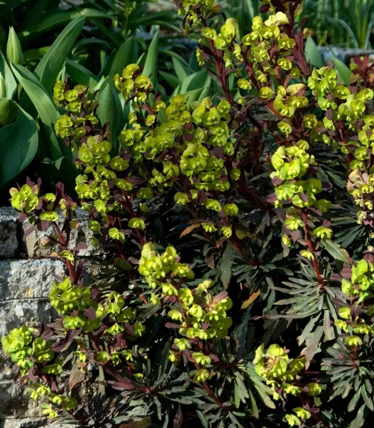 EUPHORBIA amygdaloides Purpurea 3L