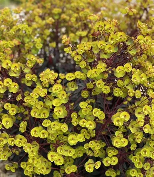 EUPHORBIA characias Miners Merlot 3L